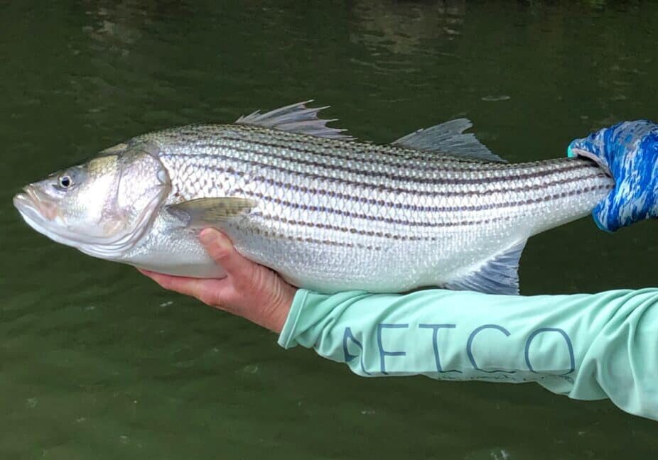 Angler holding striped bass over green water