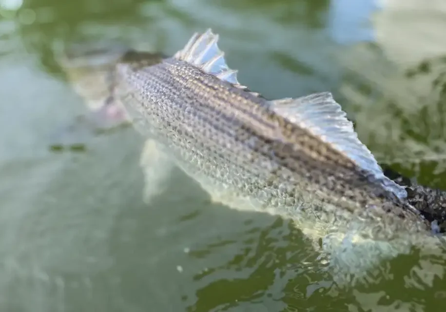 Releasing the striped bass back into the South Holston River to fight another day.